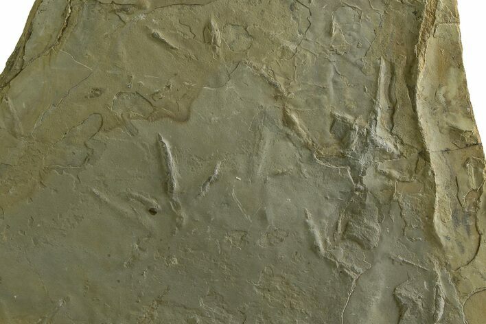 Fossil Bird (Avipeda) Track Plate - Green River Formation, Utah #352245